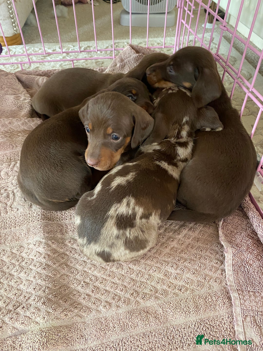 Dachshund dogs for sale: Smooth haired dachshunds for sale Tiverton devon - Image 3