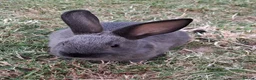 Mixed Breed rabbits for sale:  Havana Rex x English spot  - Advert 1