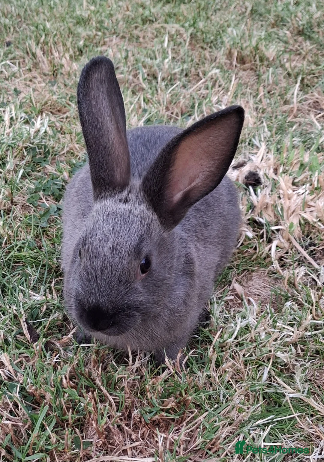 Mixed Breed rabbits for sale:  Havana Rex x English spot  - Advert 1