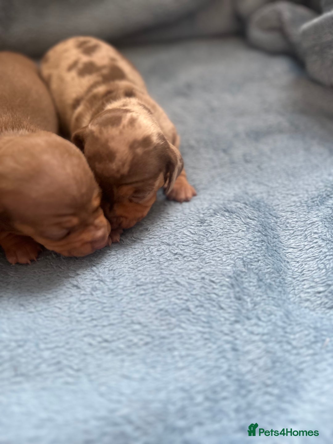 Miniature Dachshund dogs for sale: Special delivery 💙❤️ - Advert 4