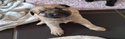 Sheprador dogs for sale: K.C registered German Shepherd × Labrodore pups  - Advert 3