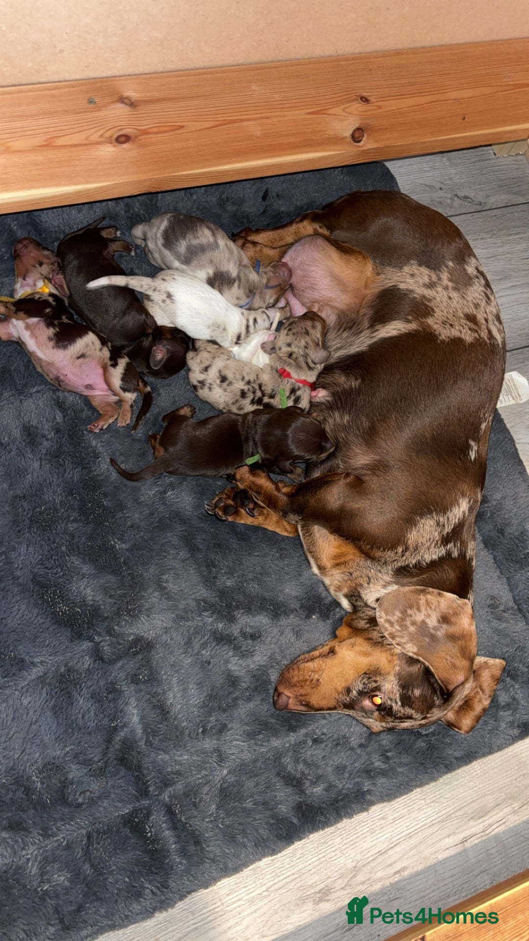 Miniature Dachshund dogs for sale: 6 beautiful mini Daxies  - Image 8