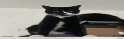 Mixed Breed cats for sale: Bonded pair.  in Crewe - Advert 18