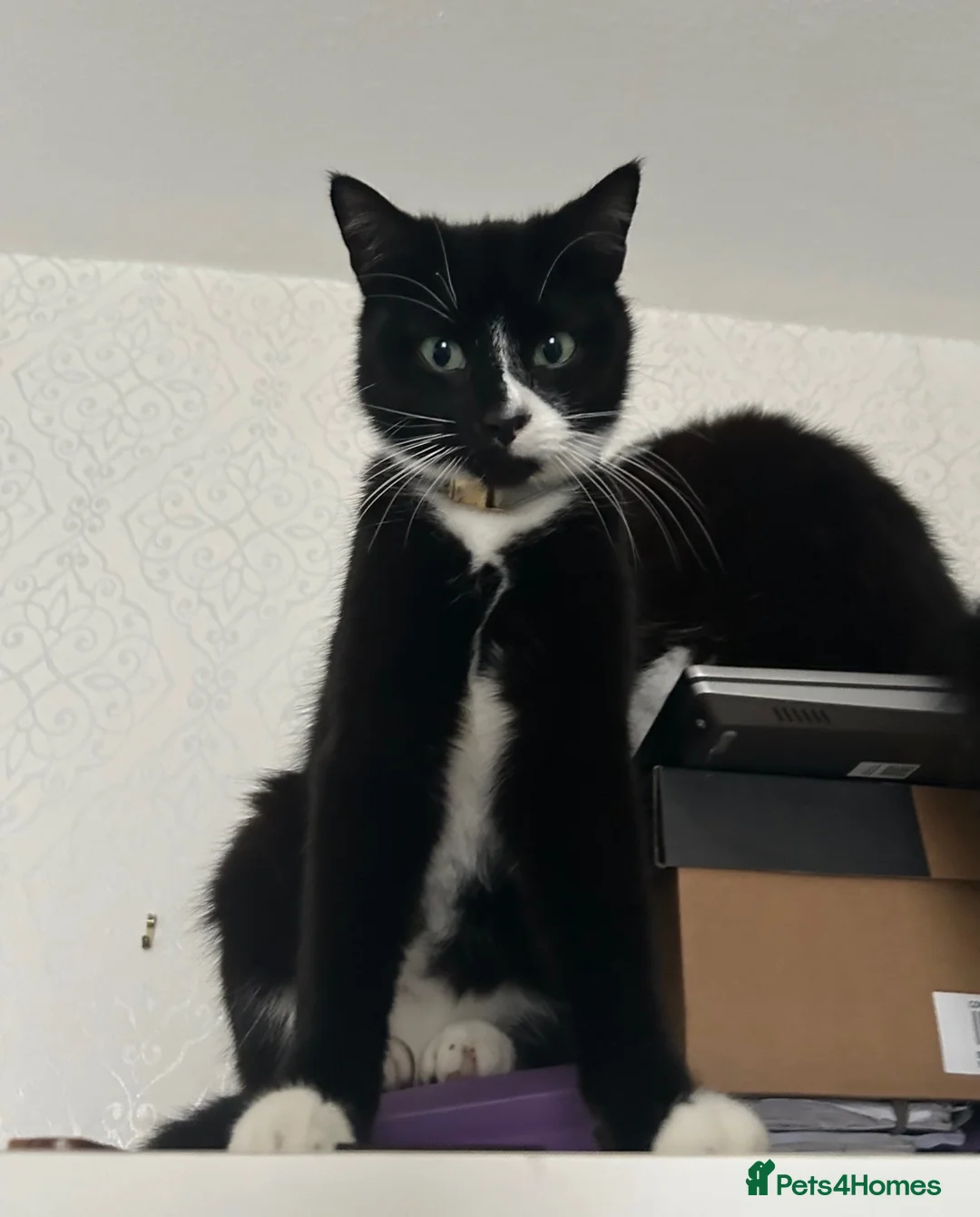Mixed Breed cats for sale: Bonded pair.  - Advert 28