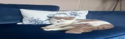 British Shorthair cats for sale: Beautiful British short hair kittens - Advert 25