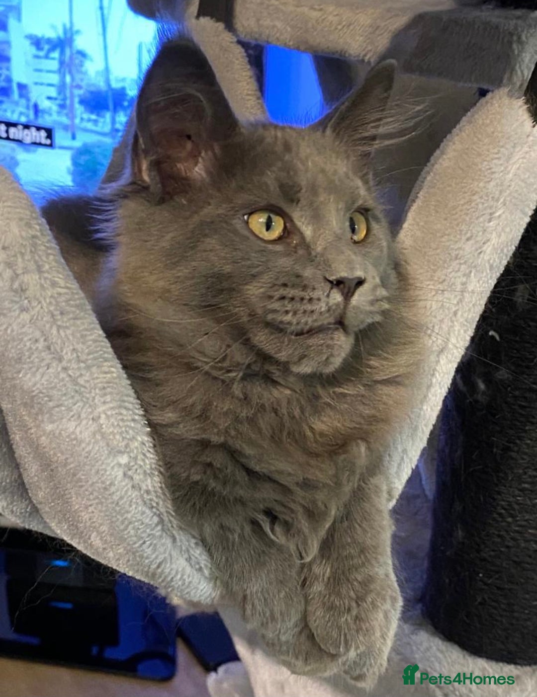 Maine Coon cats for stud: Maine Coon STUD service only - Not for sale  in Woking - Advert 6