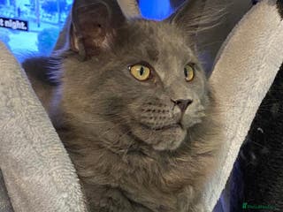 Maine Coon cats Maine Coon STUD Service Only - Not For Sale in Woking - Advert 12