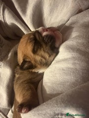English Bulldog Puppy 6