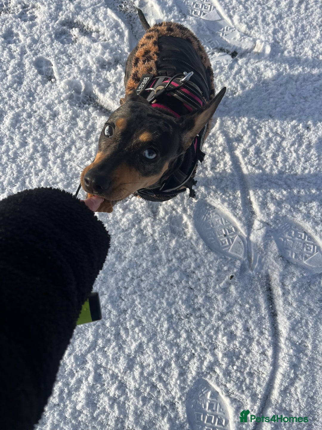 Mixed Breed dogs for sale: Francis  - Advert 3