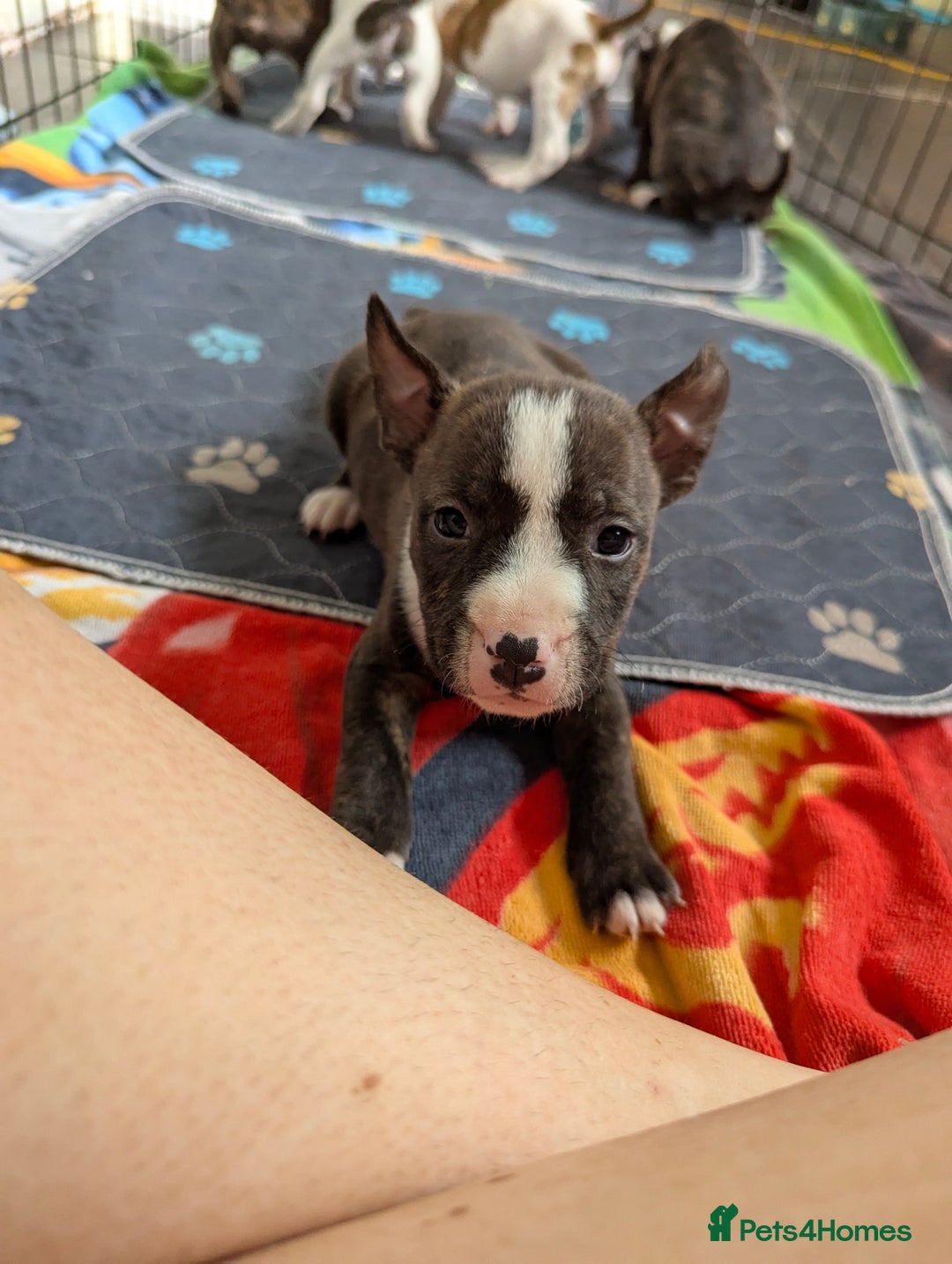 English Bull Terrier dogs for sale: English bull terrier cross staffys - Image 16
