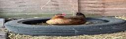 Chickens poultry for sale: Day old chicks 🥰 - Advert 9