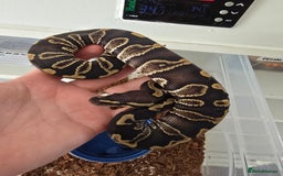 Python Snake reptiles for sale: Stunning snakes available - Image 15