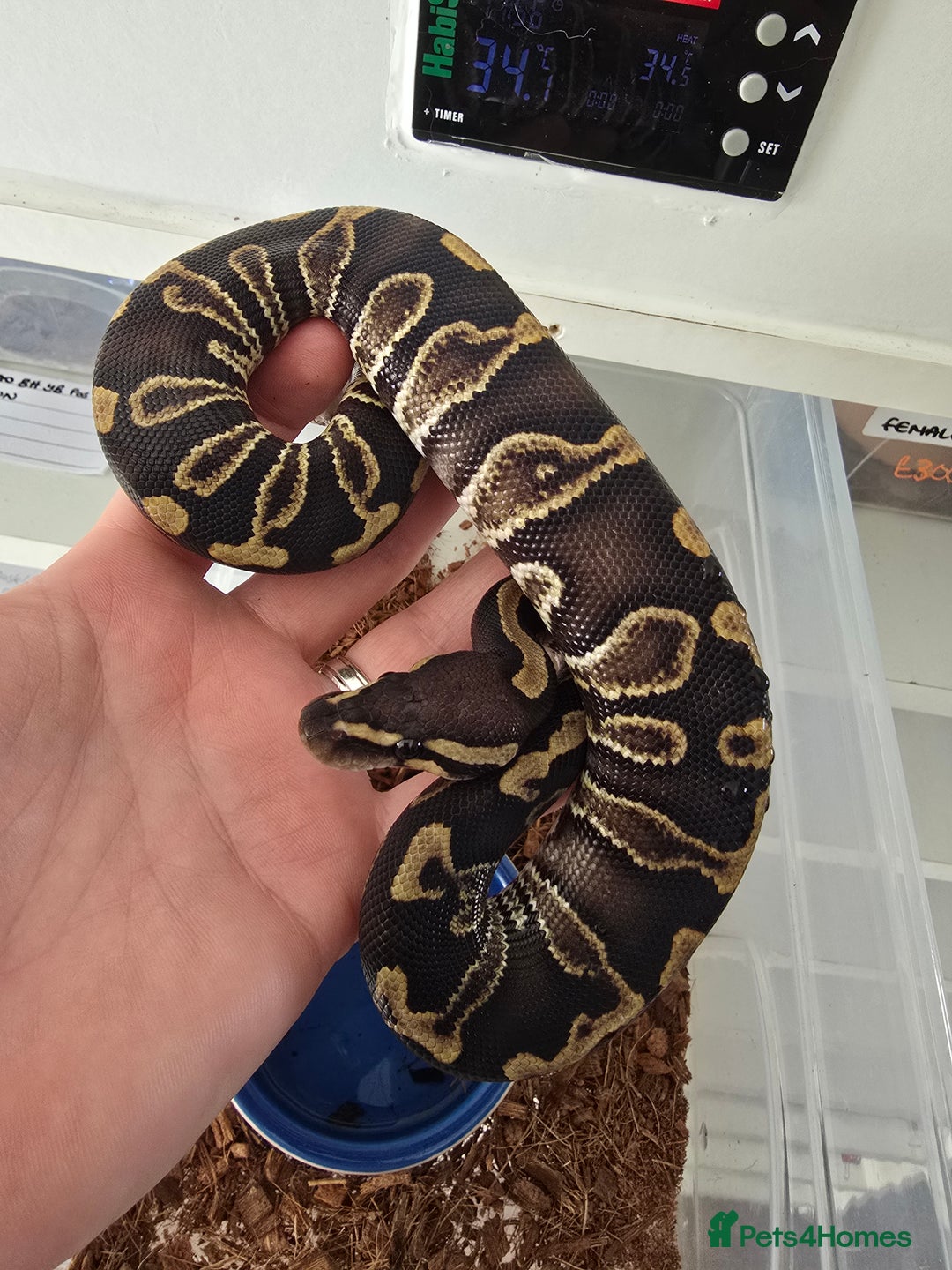 Python Snake reptiles for sale: Stunning snakes available - Image 15