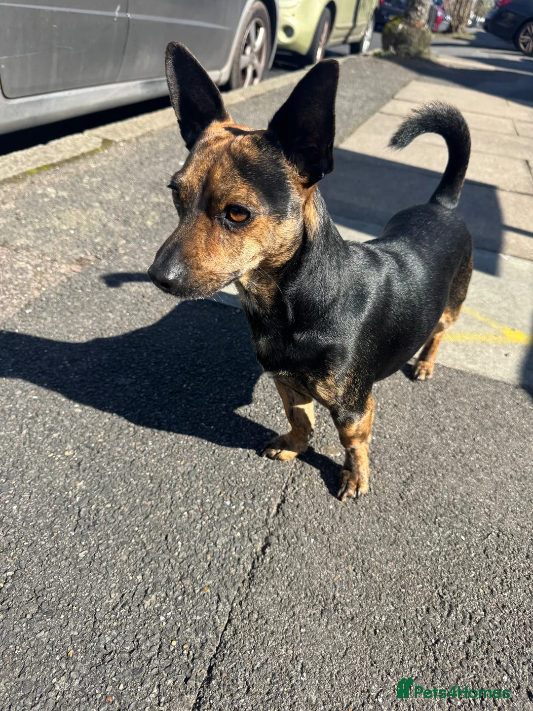 Jack Chi dogs for stud: Jack Chi for Stud in Harrow - Advert 12