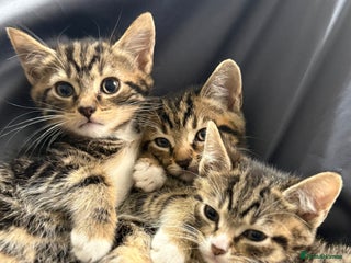 Domestic Shorthair cats - Advert 1