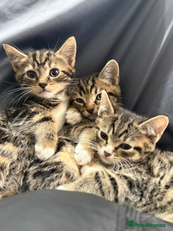 Domestic Shorthair cats - Advert 1