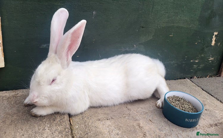 Continental Giant rabbits - Advert 11