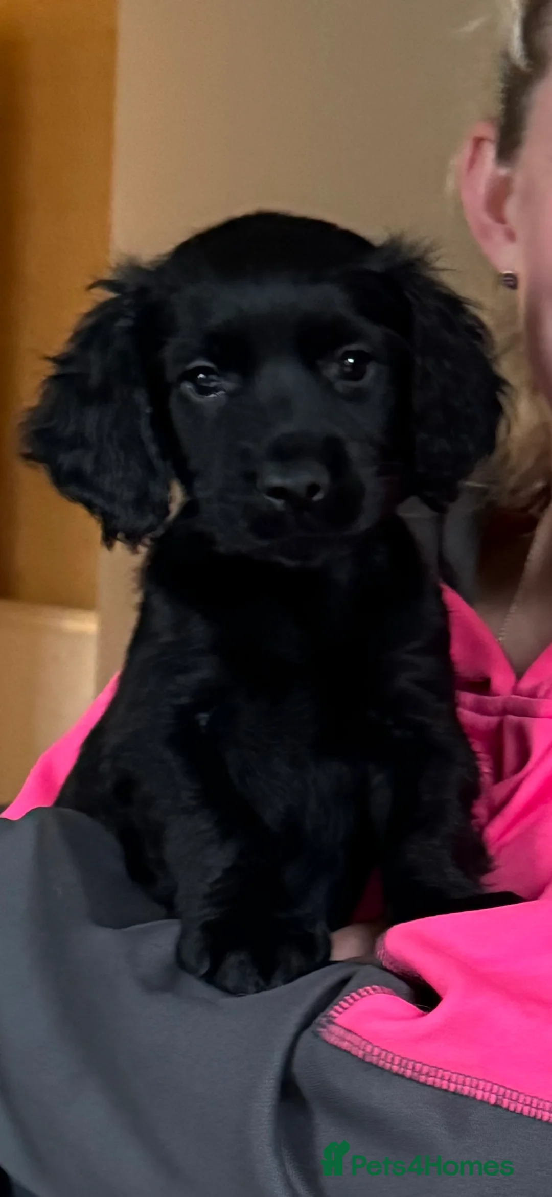 Cocker Spaniel dogs for stud: Stunning Chocolate & Tan Cocker Proven Stud in Burton-on-Trent - Advert 24