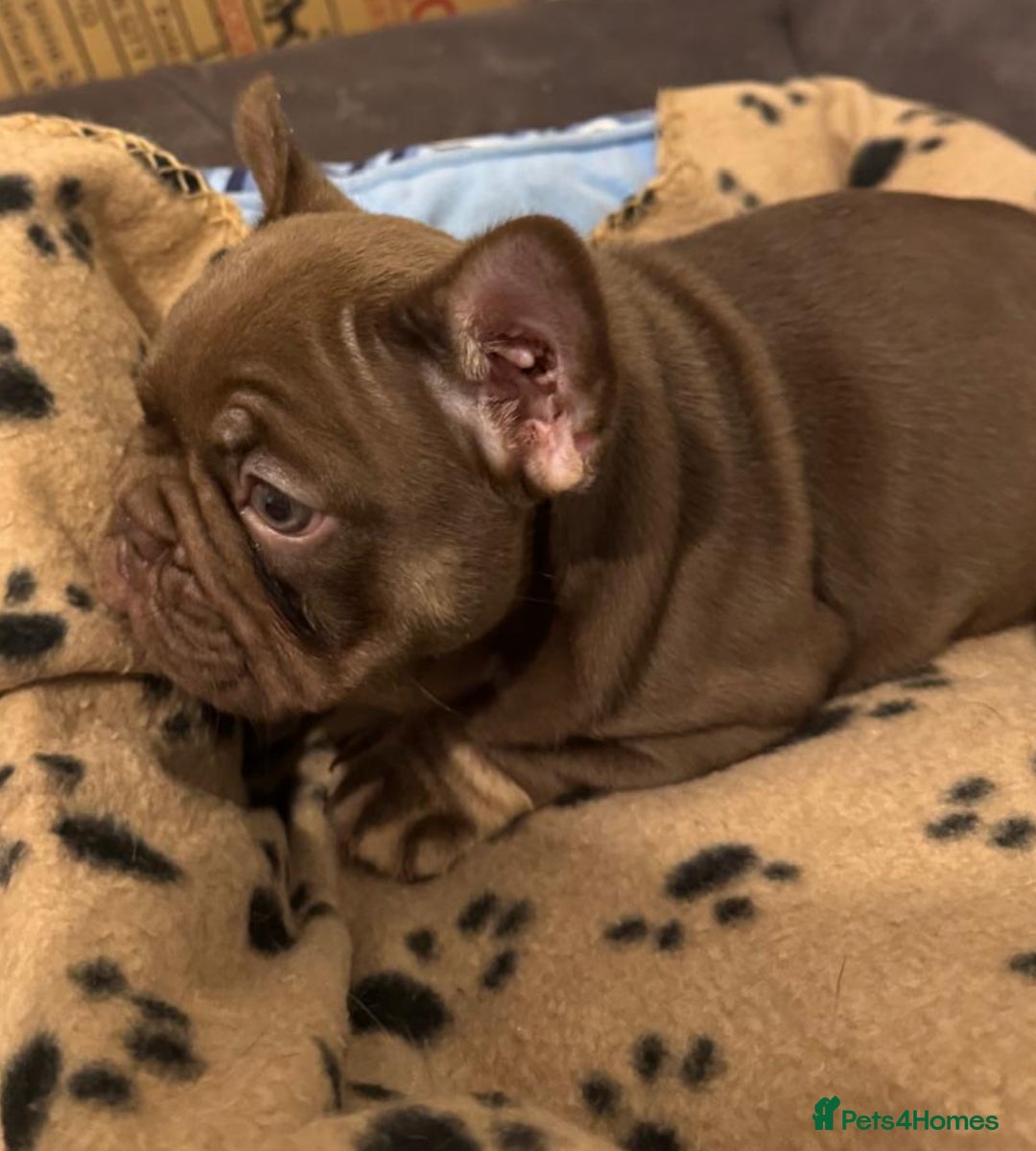 French Bulldog dogs for sale: Adorable Isabella carrying pink frenchie pups - Image 9