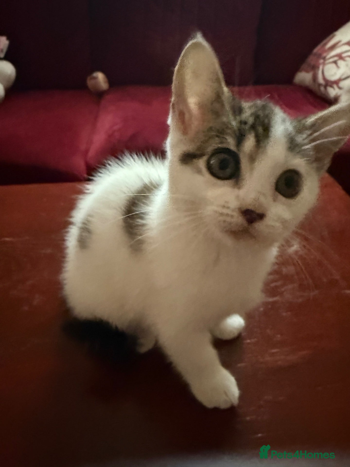 Mixed Breed cats Adorable mixed Kittens  - Advert 1