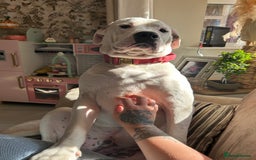 Mixed Breed dogs for sale: American Bulldog cross Staffy  - Image 2