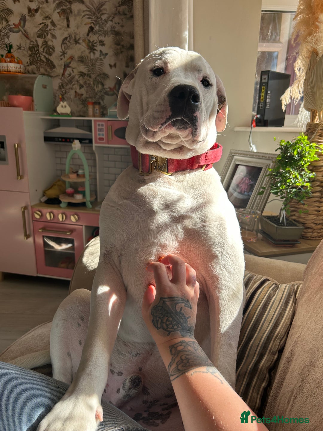 Mixed Breed dogs for sale: American Bulldog cross Staffy  - Image 2