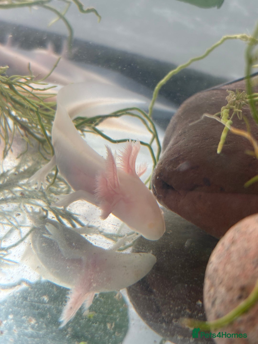 Axolotl reptiles for sale: 5 months old juvenile pink axolotls £30 in Welling - Image 6