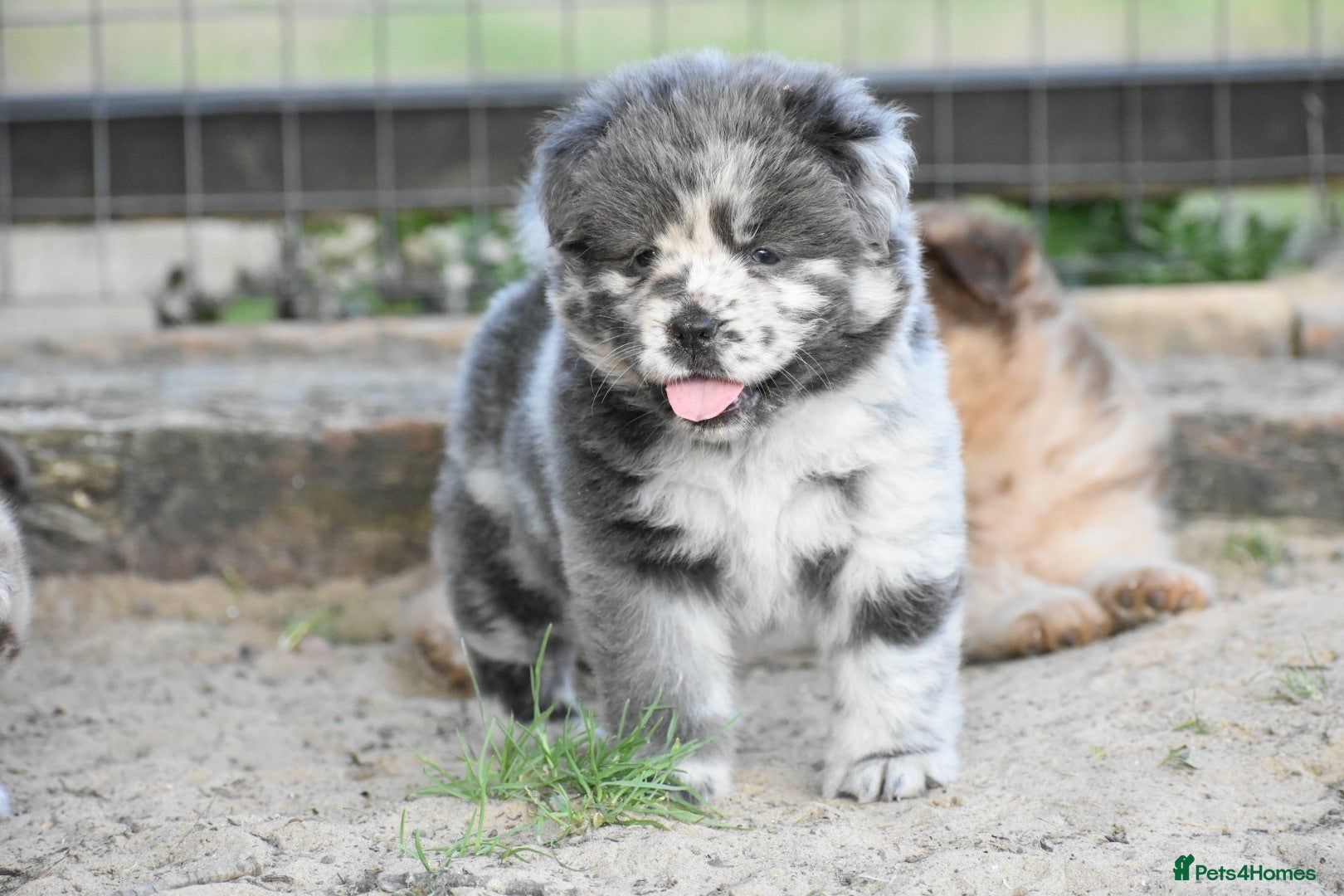 Chow Chow dogs Teddy bear chowski puppies  - Advert 2