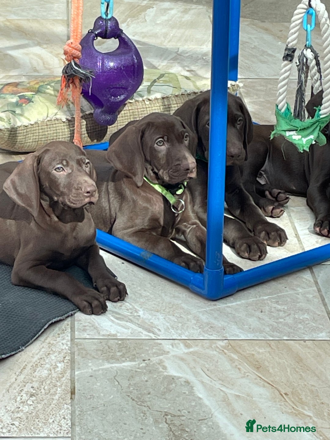 Mixed Breed dogs for sale: Stunning boys and girls available  - Image 7