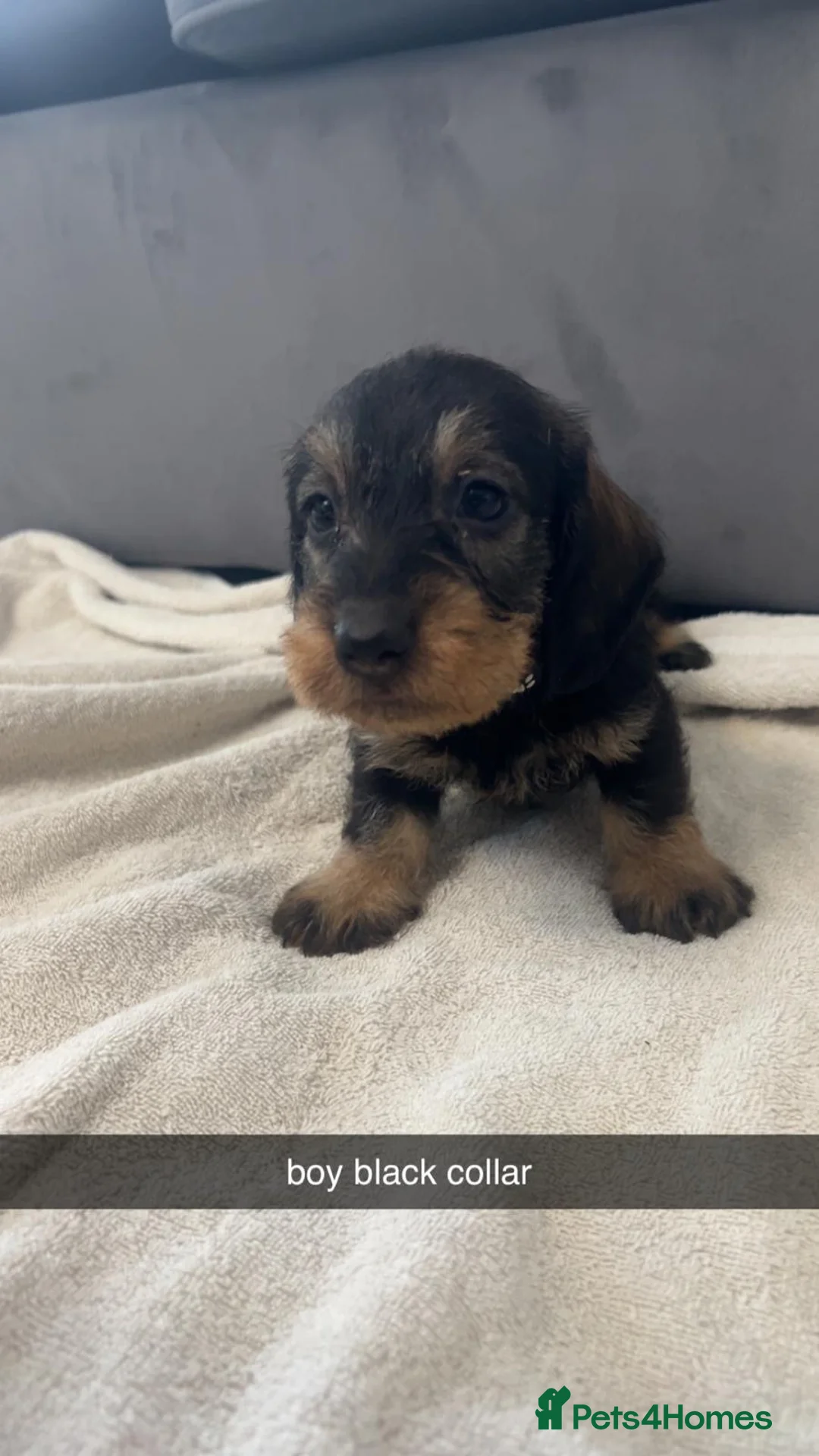 Miniature Dachshund dogs for sale: miniature dachound teckels  - Advert 9