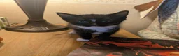 Mixed Breed cats for sale: Kittens for sale  in Stoke-on-Trent - Advert 6