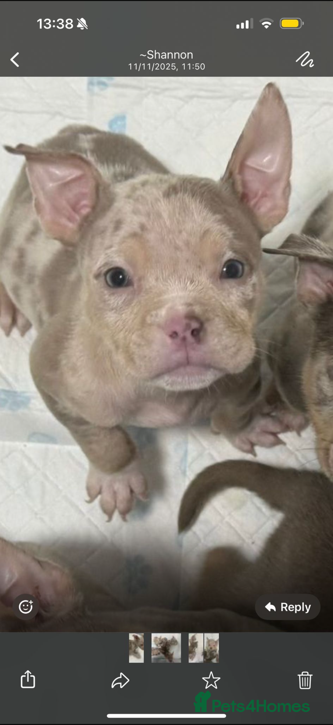 American Bully dogs for sale: Pocket bully puppies - last female left - Advert 4