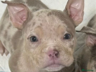 American Bully dogs Pocket bully puppies - Advert 2