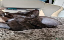 Sphynx cats for sale: Mixed selection Sphynx kittens. - Image 4