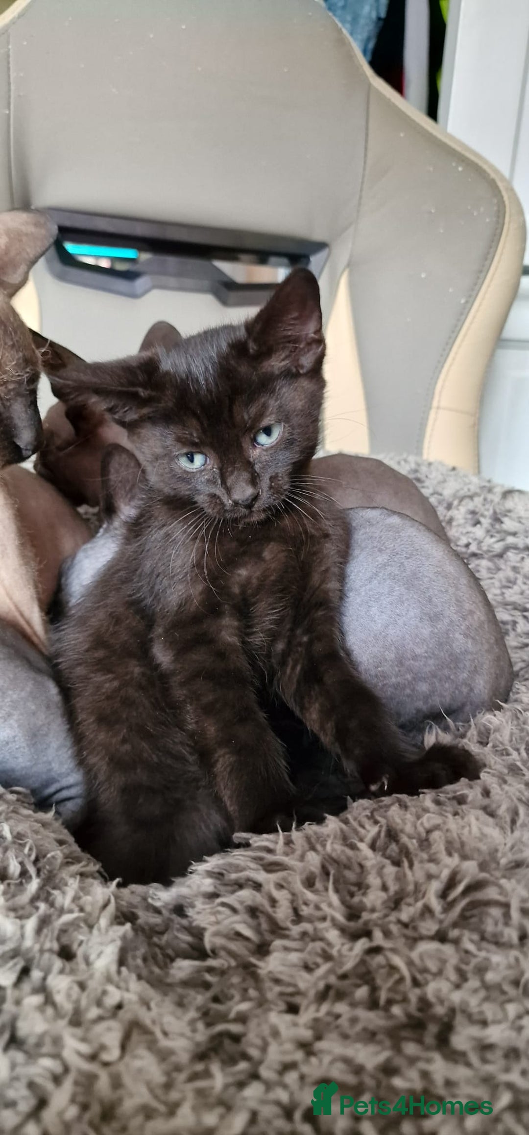 Sphynx cats for sale: Mixed selection Sphynx kittens. - Image 4