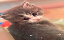 Mixed Breed cats for sale: 5 lovely kittens for sale  - Image 11