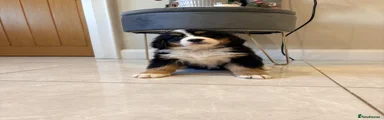 Bernese Mountain Dog Puppy 5