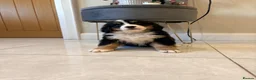 Bernese Mountain Dog dogs for sale: Bernese mountain puppies - Advert 4