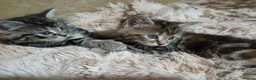 Maine Coon cats for sale: MAINE COON X TABBY KITTEN - Advert 7