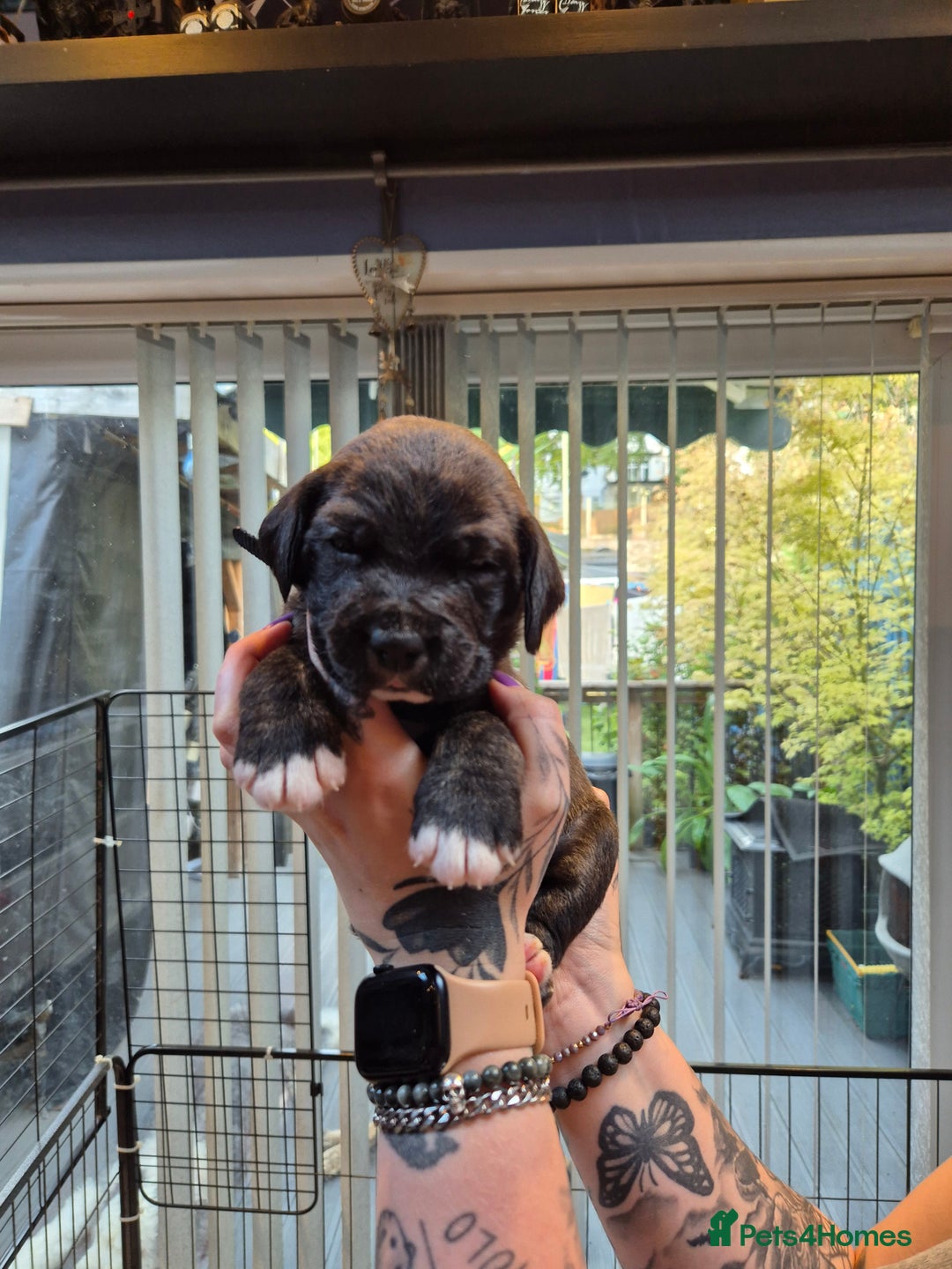 Mixed Breed dogs for sale: Mixed breed puppies  - Image 8
