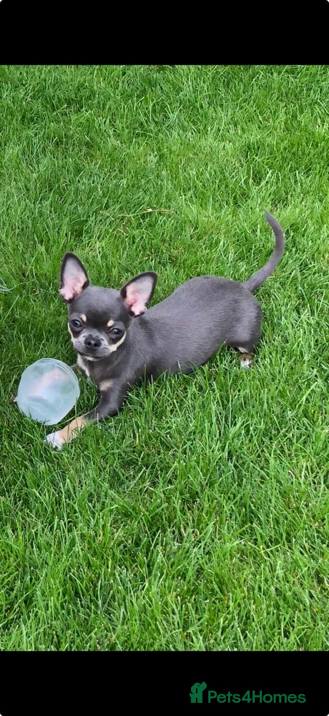 Chihuahua dogs for sale: Beautiful chihuahua 1 boy & 1 Girl  - Advert 10