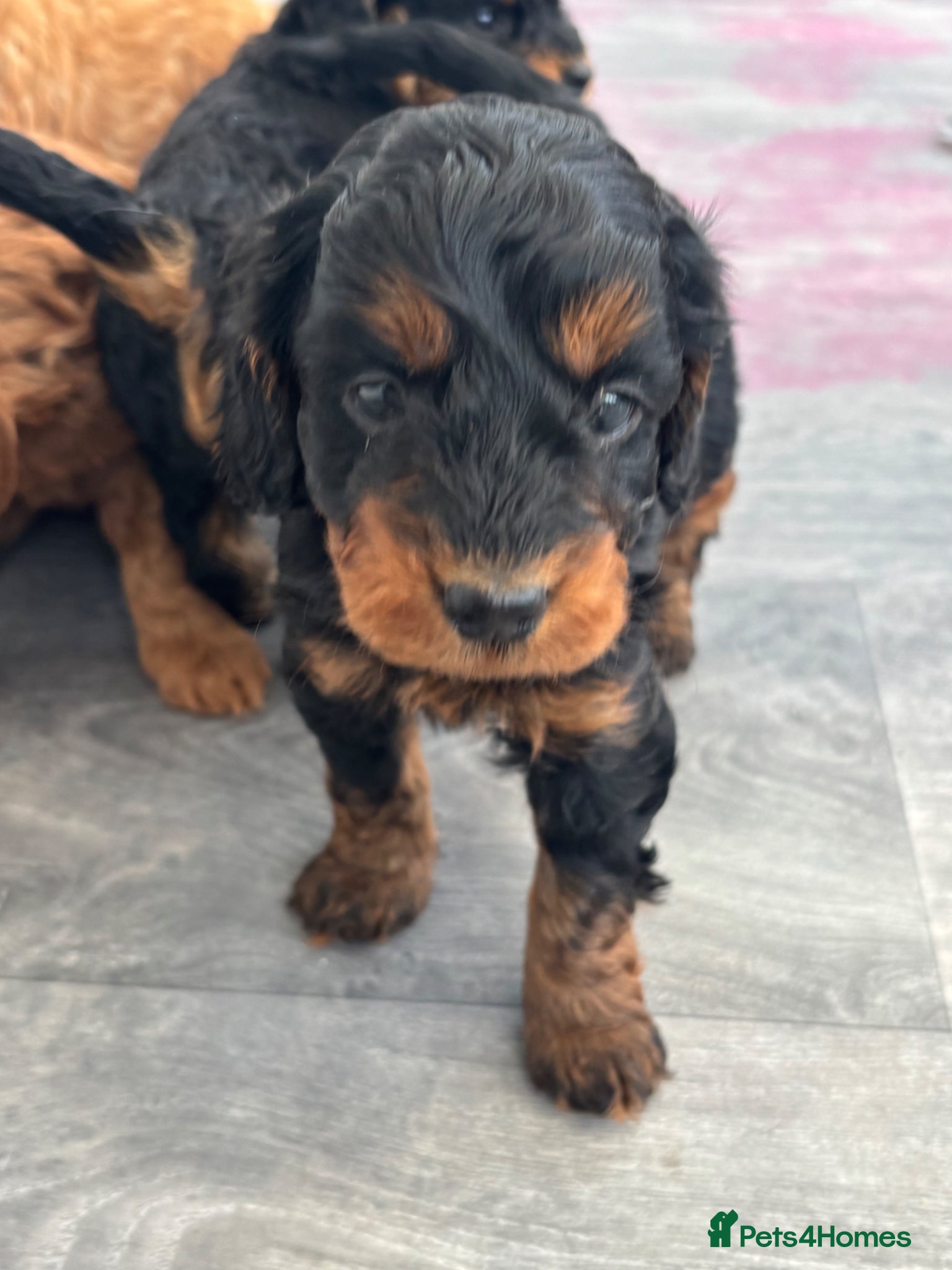 Cockapoo dogs Cockapoo Puppies  - Advert 14