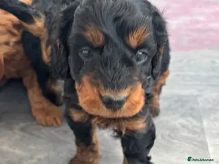 Cockapoo dogs Cockapoo Puppies - Advert 14