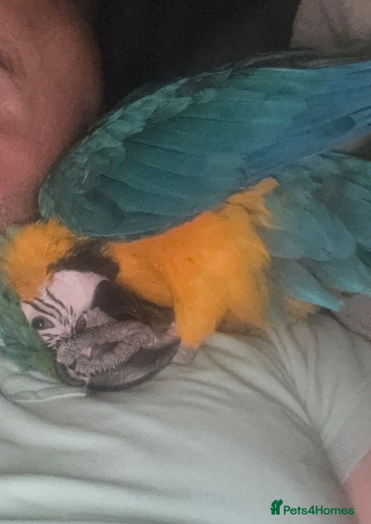 Macaws birds Parrot  - Advert 2