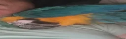 Macaws birds for sale: Parrot  - Advert 2