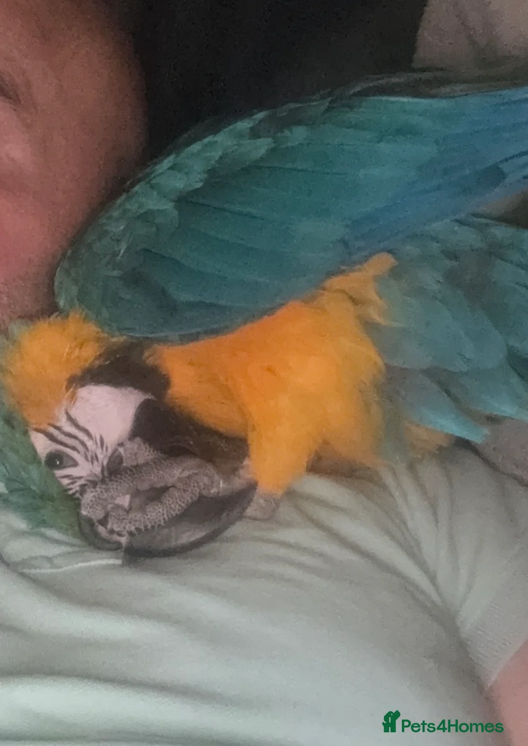 Macaws birds for sale: Parrot  - Advert 2