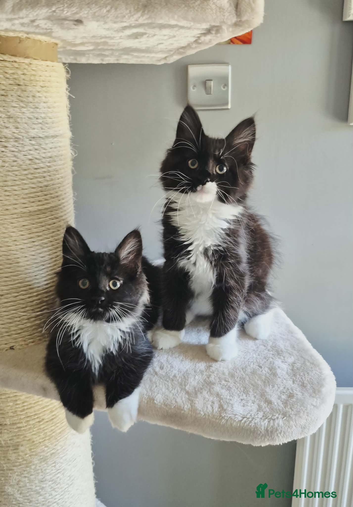 Maine Coon cats Beautiful TICA Registered Maine Coon Kittens - Advert 1