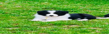 Border Collie 1