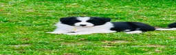 Border Collie dogs for sale: Outstanding border collie puppies  - Advert 2