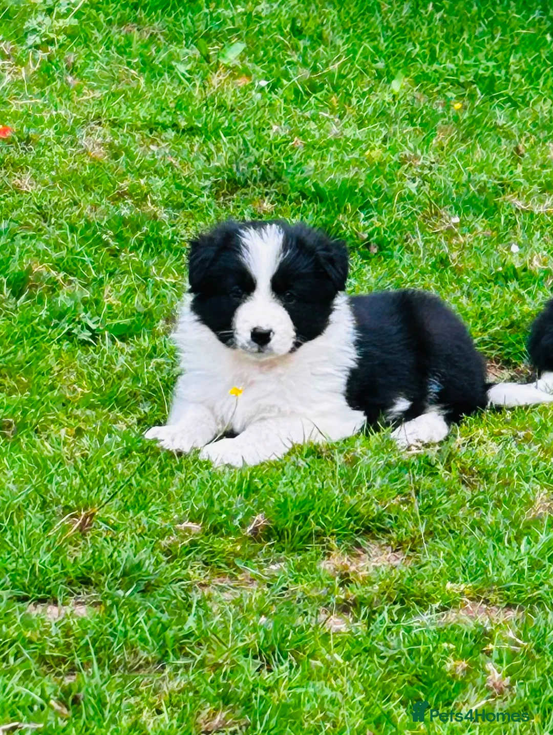 Border Collie dogs for sale: Outstanding border collie puppies  - Advert 2